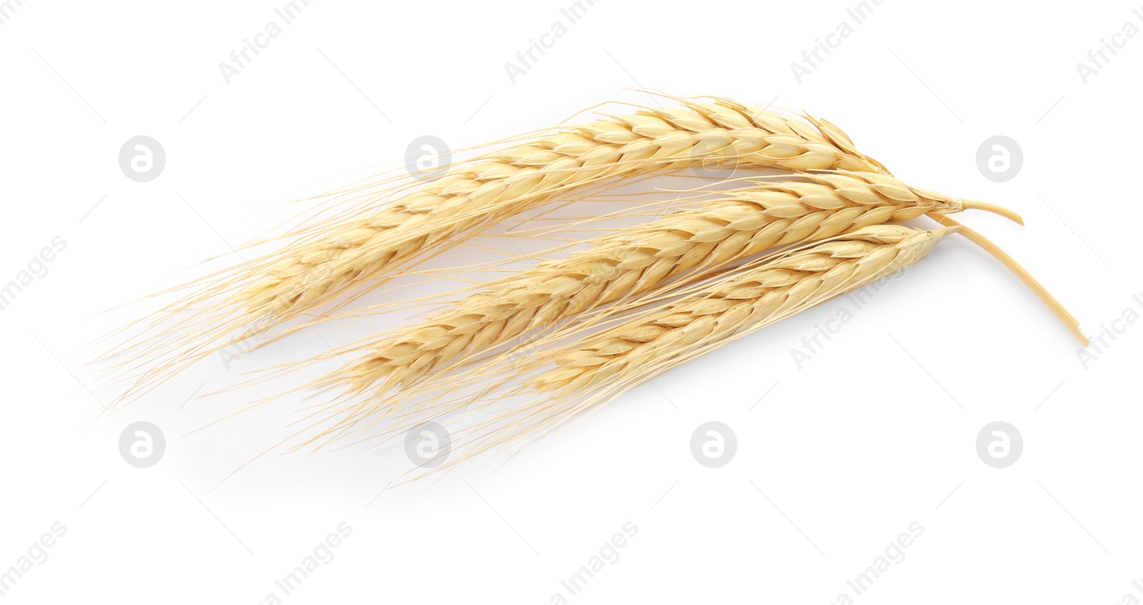 Photo of Spikelets on white background. Healthy grains and cereals