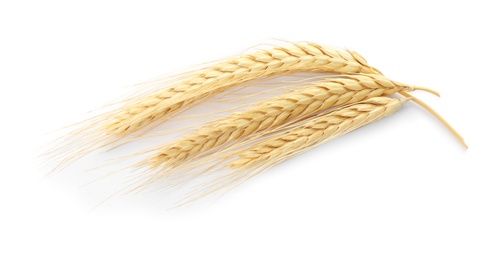 Spikelets on white background. Healthy grains and cereals