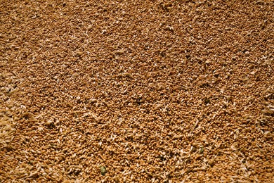 Photo of Pile of wheat grains as background, closeup view