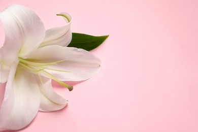 Photo of Beautiful white lily flower on pink background, closeup. Space for text