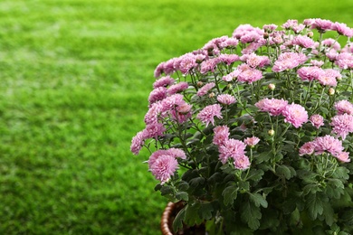 Photo of Beautiful chrysanthemum flowers on green grass, closeup. Space for text