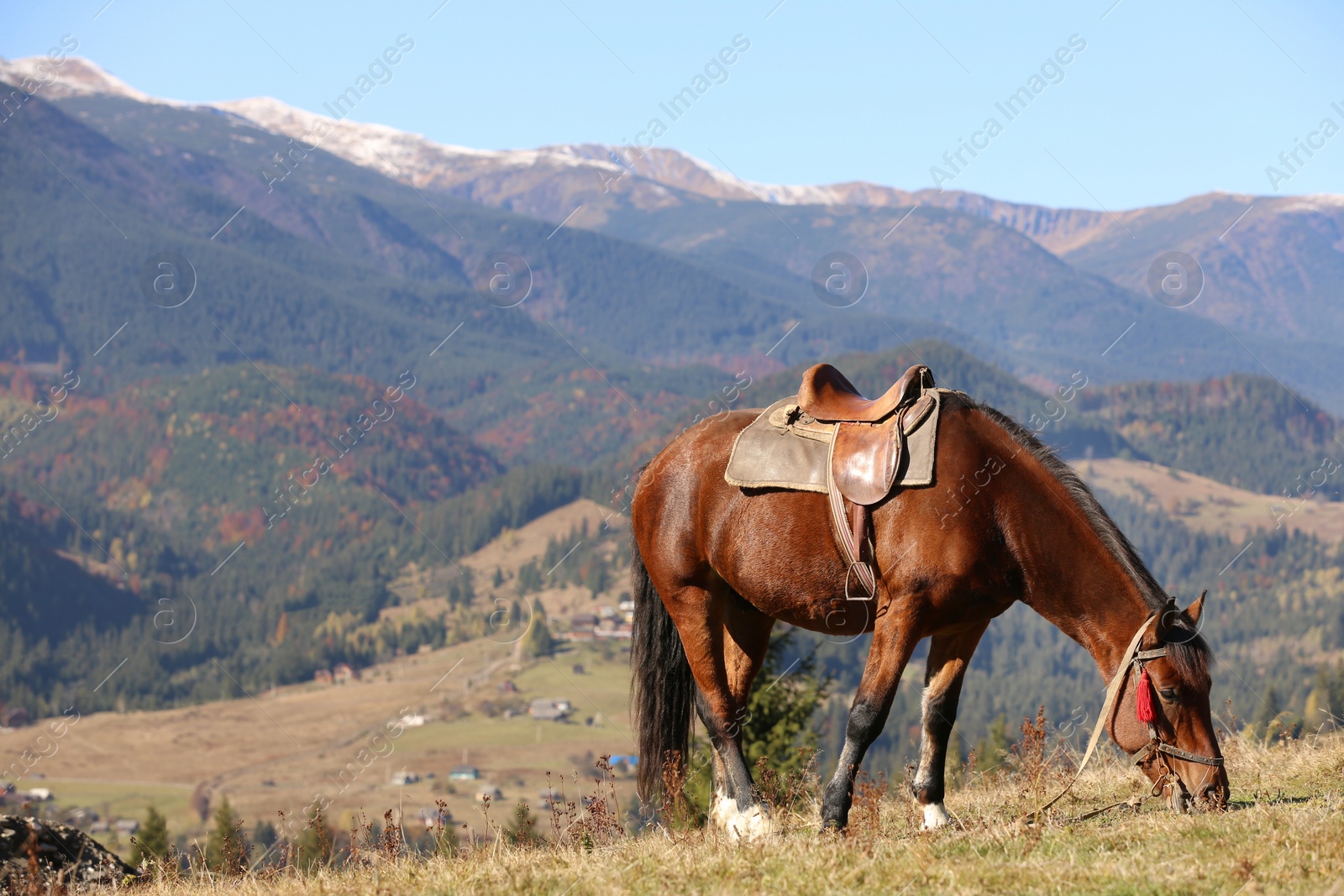 Photo of Beautiful horse grazing on pasture in mountains. Lovely pet