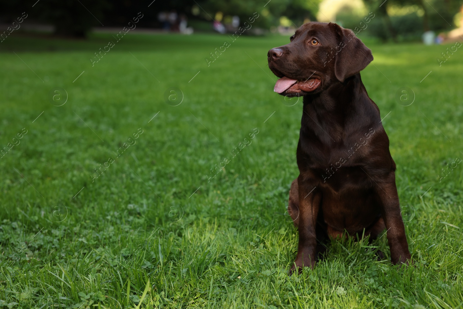 Photo of Adorable Labrador Retriever dog sitting on green grass in park, space for text