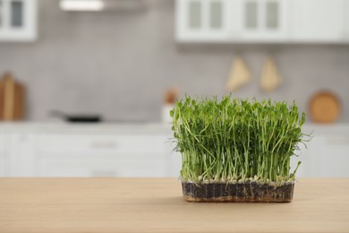 Photo of Beautiful potted microgreen on table in kitchen, space for text