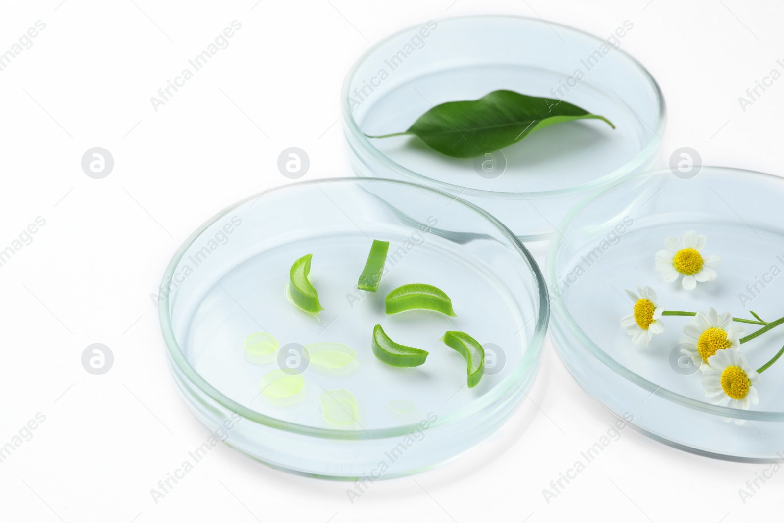 Photo of Petri dishes with different plants on white background, closeup