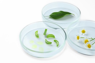 Petri dishes with different plants on white background, closeup