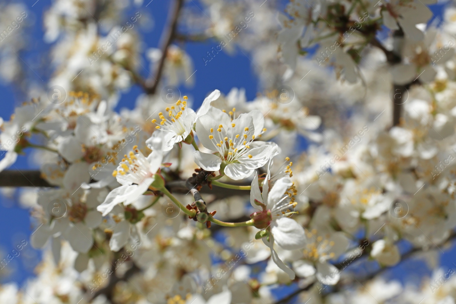 Photo of Beautiful cherry tree with white blossoms outdoors, closeup