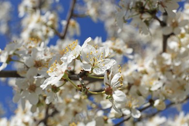 Beautiful cherry tree with white blossoms outdoors, closeup