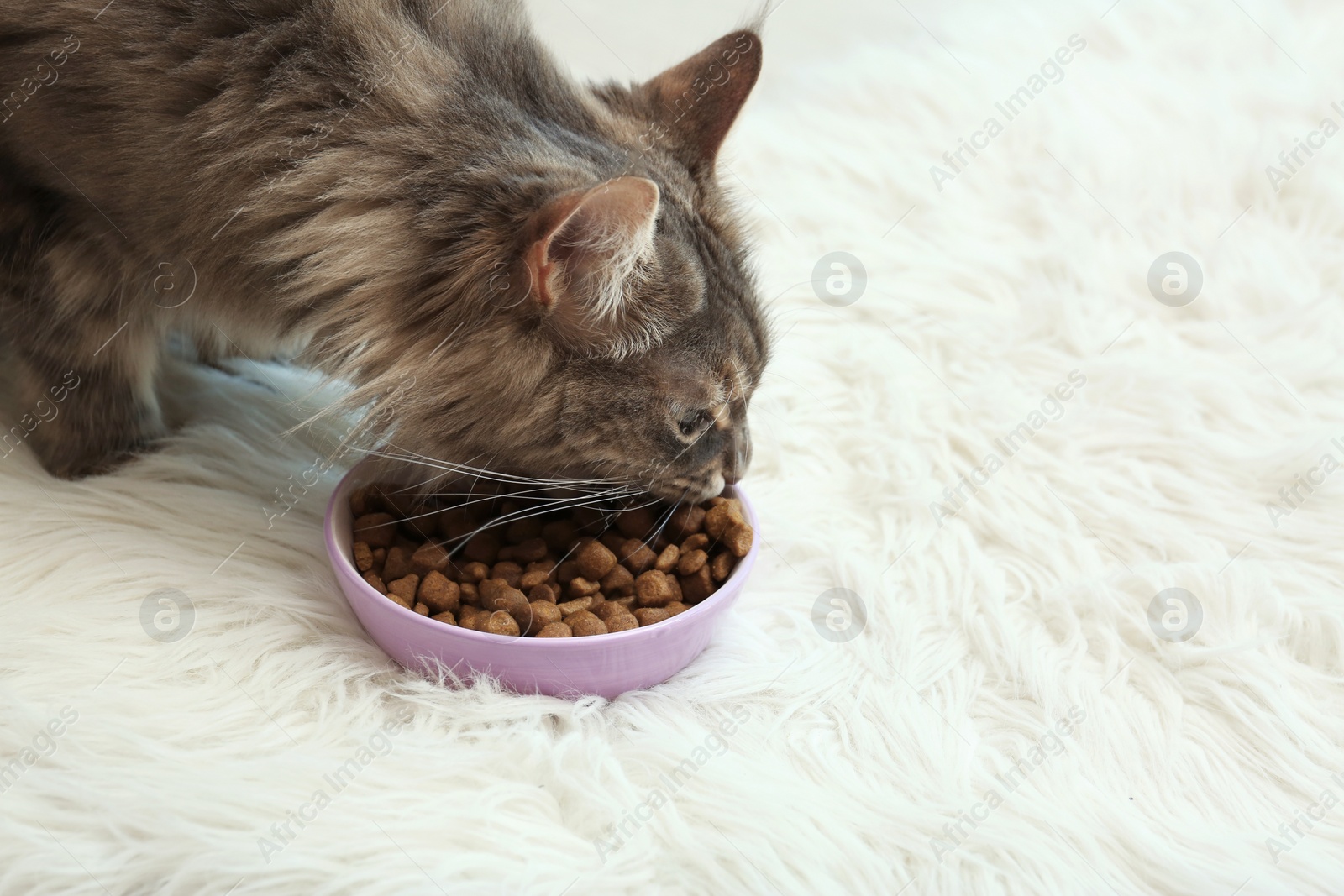 Photo of Adorable Maine Coon cat near bowl of food on fluffy rug at home. Space for text