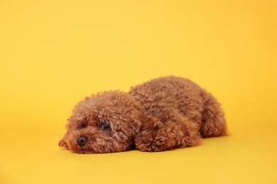 Photo of Cute Maltipoo dog on orange background. Lovely pet
