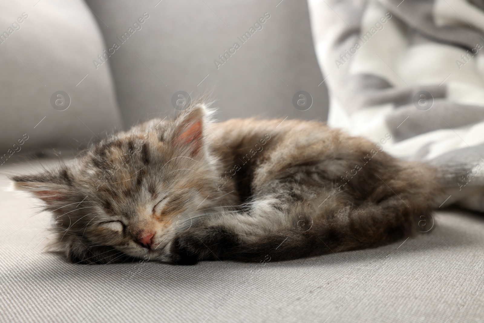 Photo of Cute kitten sleeping on grey sofa. Baby animal