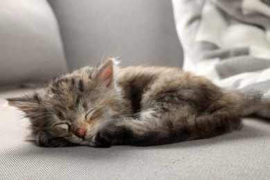 Cute kitten sleeping on grey sofa. Baby animal