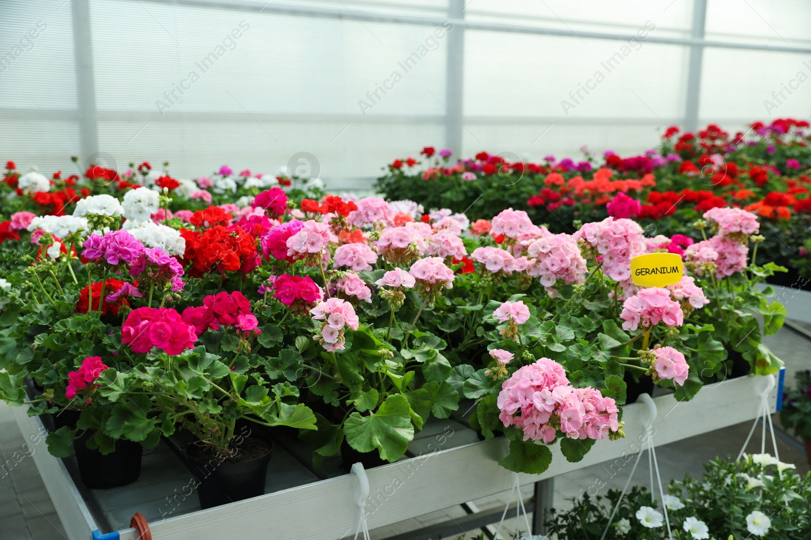 Photo of Many beautiful blooming geranium plants on table in garden center
