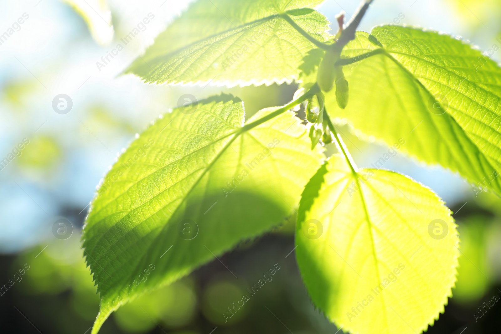 Photo of Tree branch with green leaves on sunny day