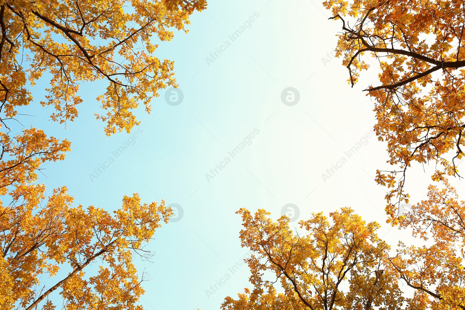 Photo of Tree branches with autumn leaves against sky. Space for text