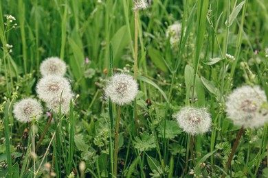 Photo of Beautiful fluffy dandelions in bright green grass