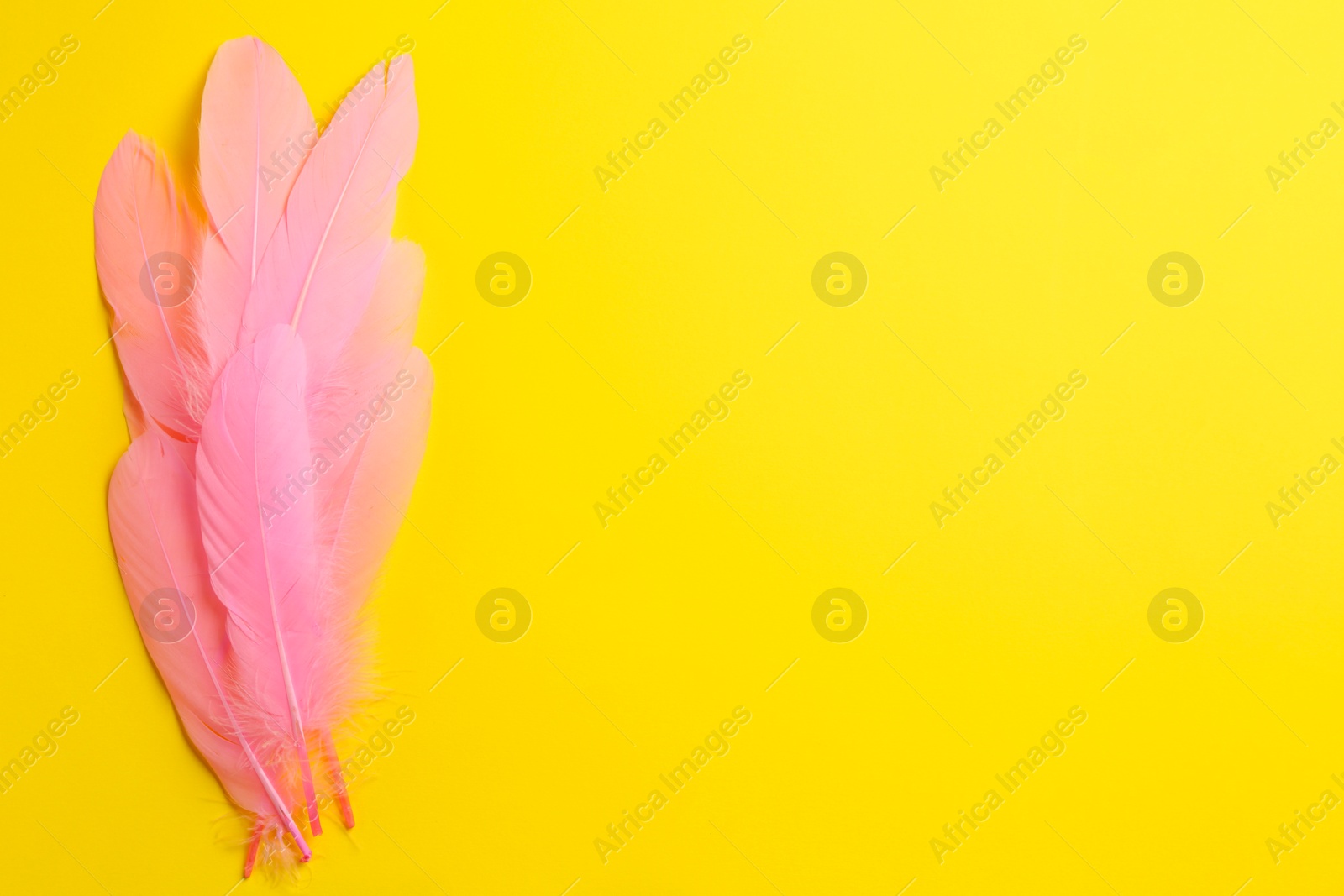 Photo of Beautiful pink feathers on yellow background, top view. Space for text