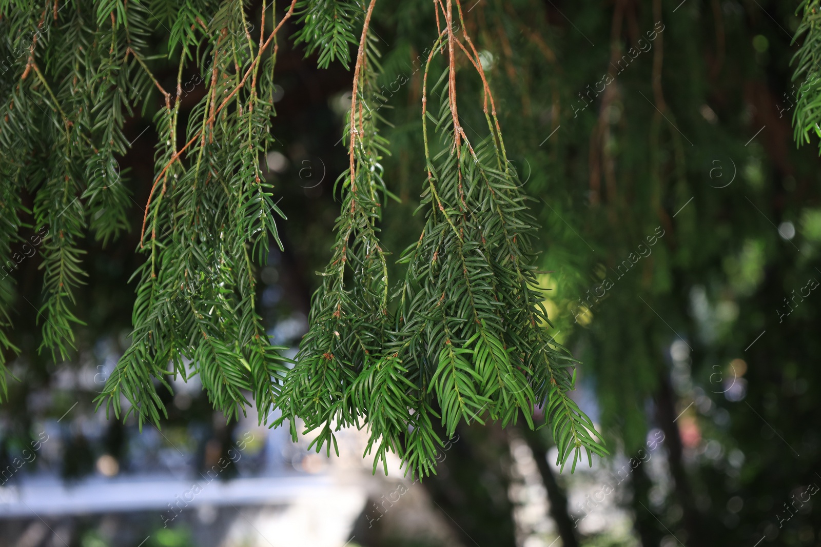 Photo of Green branches of beautiful conifer tree growing outdoors, closeup