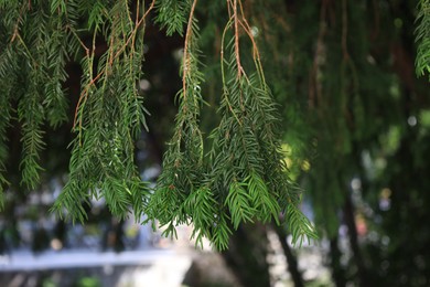 Photo of Green branches of beautiful conifer tree growing outdoors, closeup