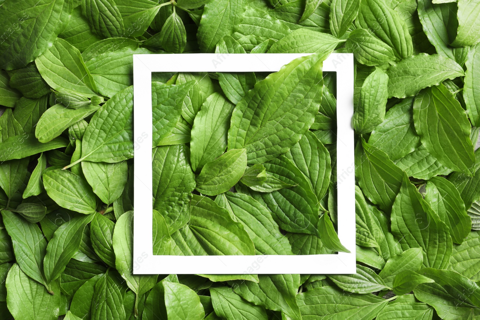 Photo of Paper frame on spring green leaves, top view