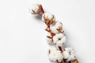 Dried cotton branch with fluffy flowers on white background, top view