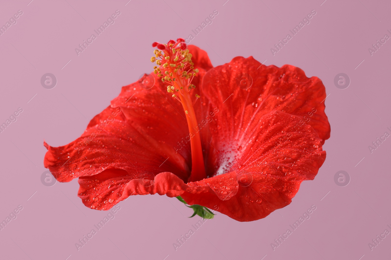 Photo of Beautiful red hibiscus flower with water drops on pale pink background