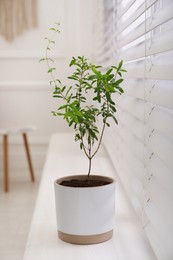 Photo of Young potted pomegranate tree on window sill indoors