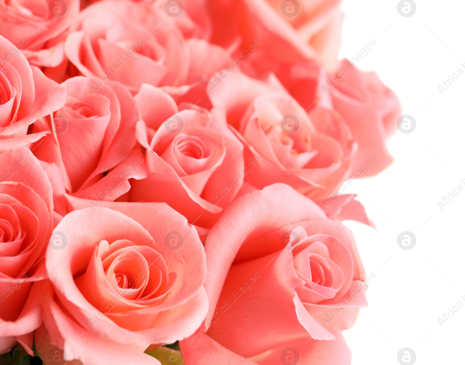 Photo of Bouquet of beautiful roses on white background