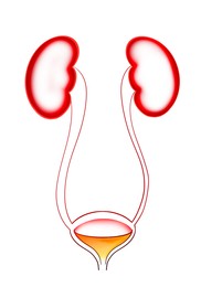 Illustration of  kidneys and urinary system on white background. Human anatomy