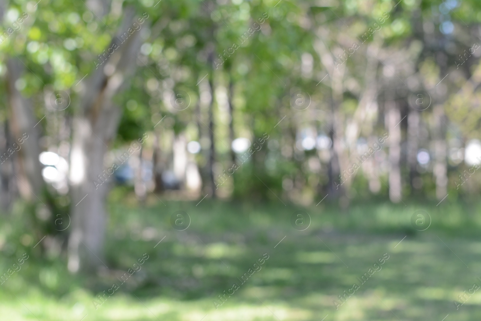 Photo of Park with trees on sunny day, blurred view. Bokeh effect