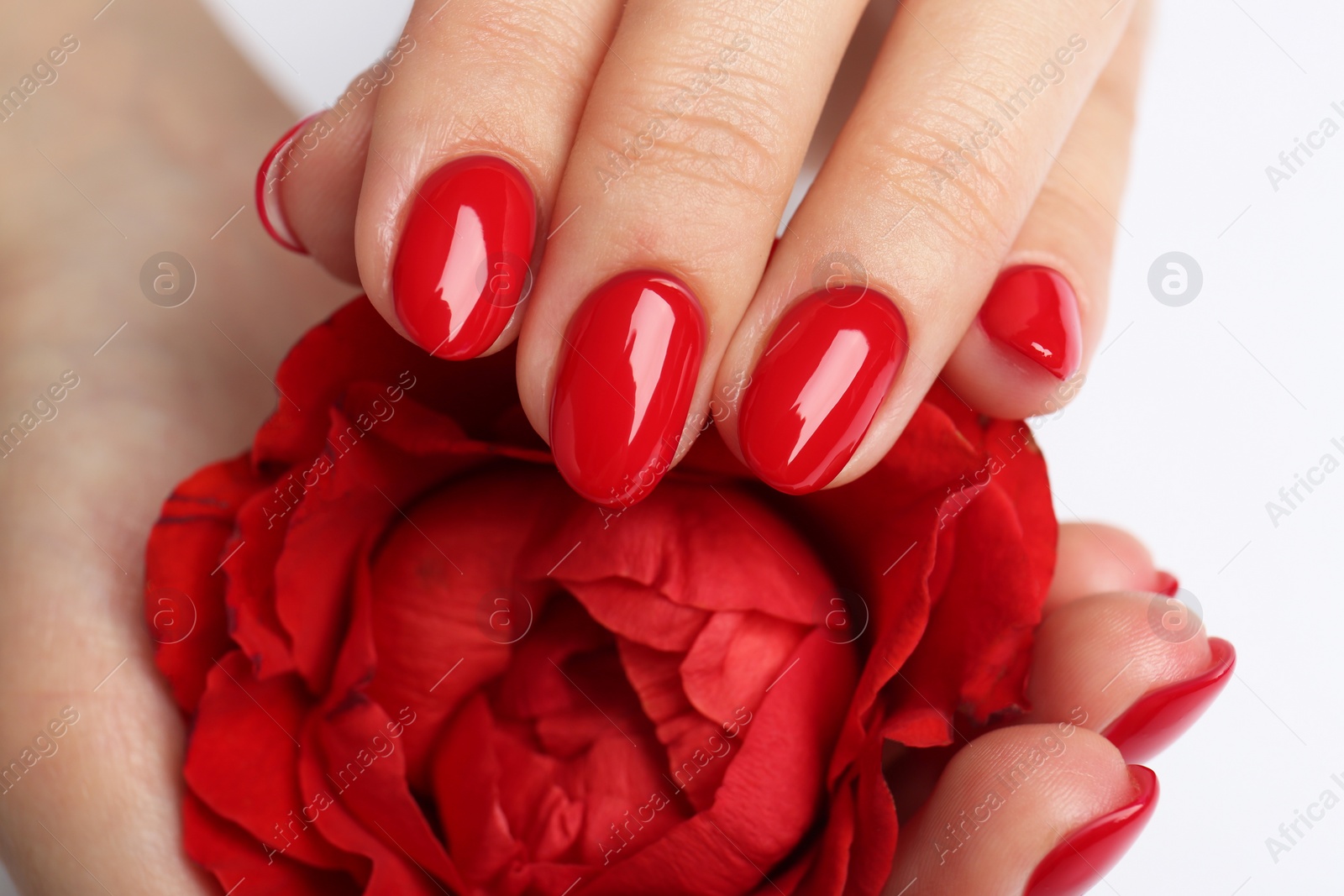 Photo of Woman with red polish on nails touching flower on white background, closeup