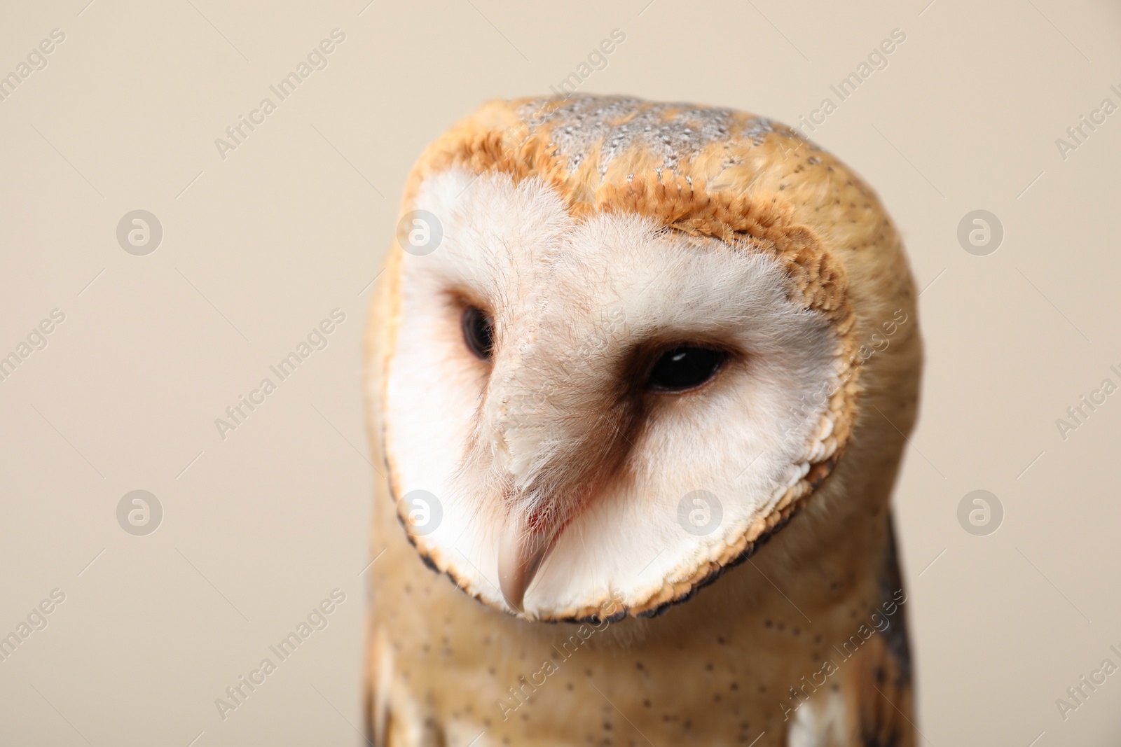 Photo of Beautiful common barn owl on beige background, closeup