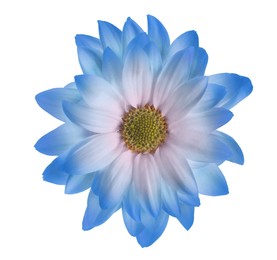 Image of Beautiful light blue chrysanthemum flower isolated on white