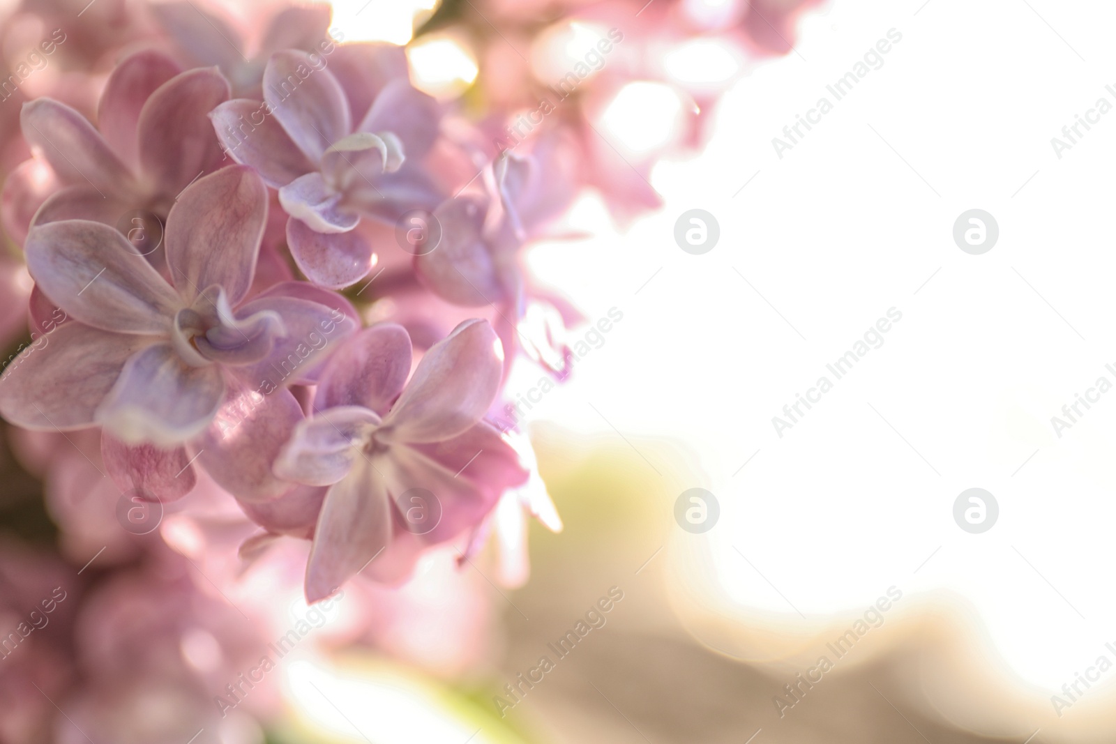 Photo of Closeup view of beautiful blooming lilac shrub outdoors on sunny day