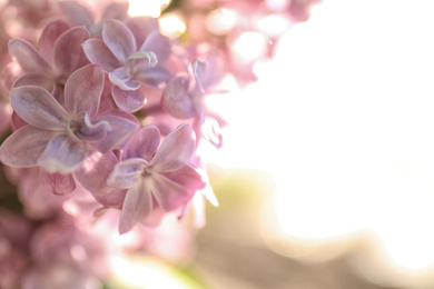 Photo of Closeup view of beautiful blooming lilac shrub outdoors on sunny day