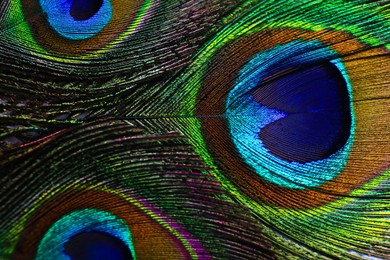 Photo of Beautiful bright peacock feathers as background, closeup