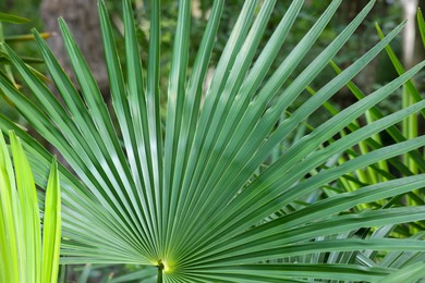 Photo of Beautiful tropical palm leaf in forest, closeup