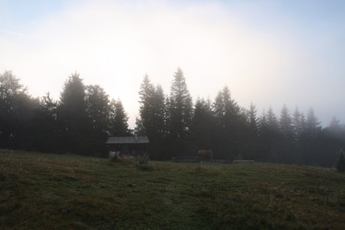 Photo of Pasture with grazing horse near forest in foggy morning