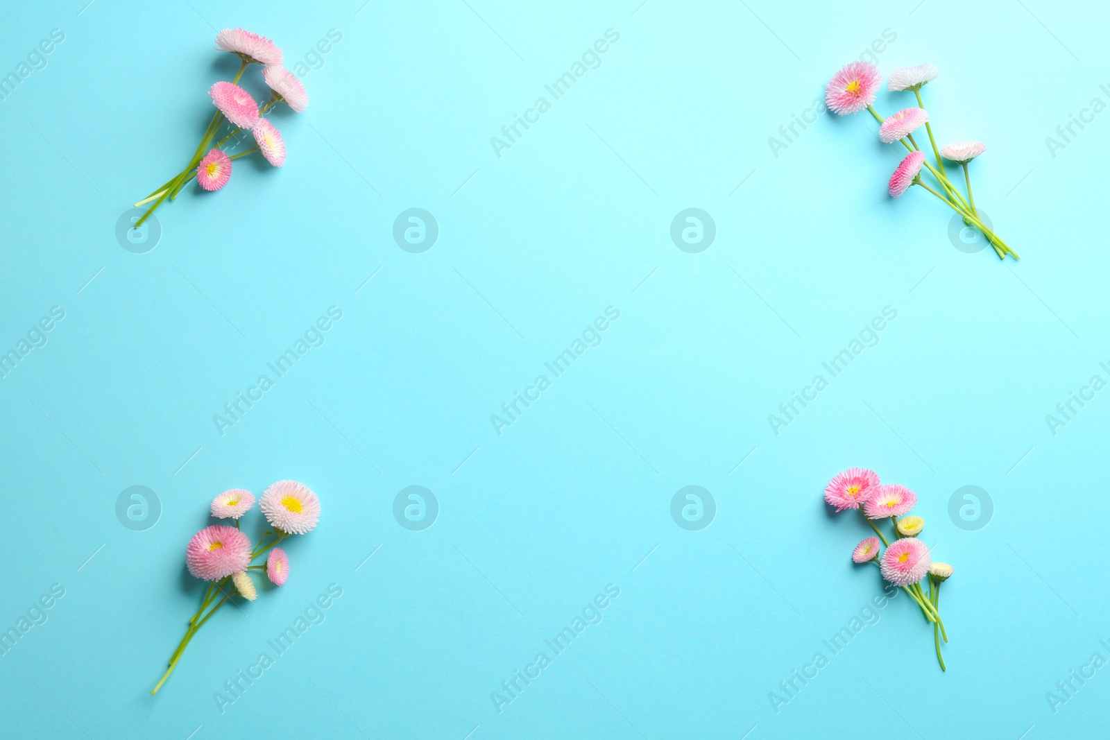 Photo of Flat lay composition with spring daisy flowers and space for text on color background