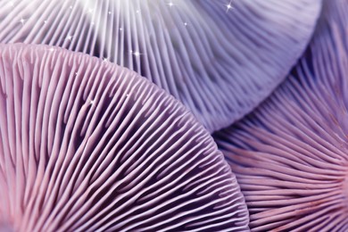 Image of Fresh psilocybin mushrooms, closeup view. Gills of magic mushrooms with stars, color toned