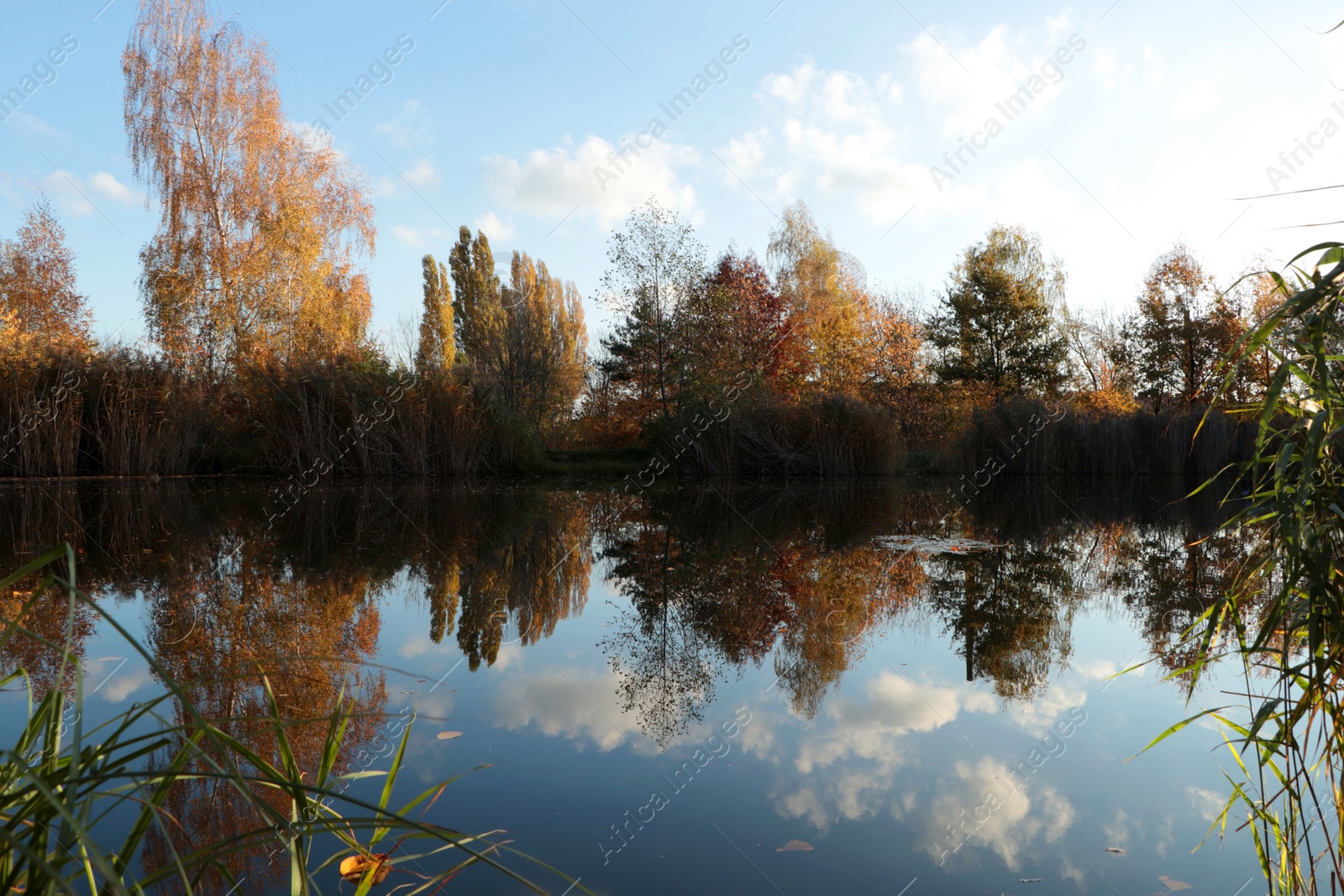 Photo of Picturesque view of lake and trees on autumn day