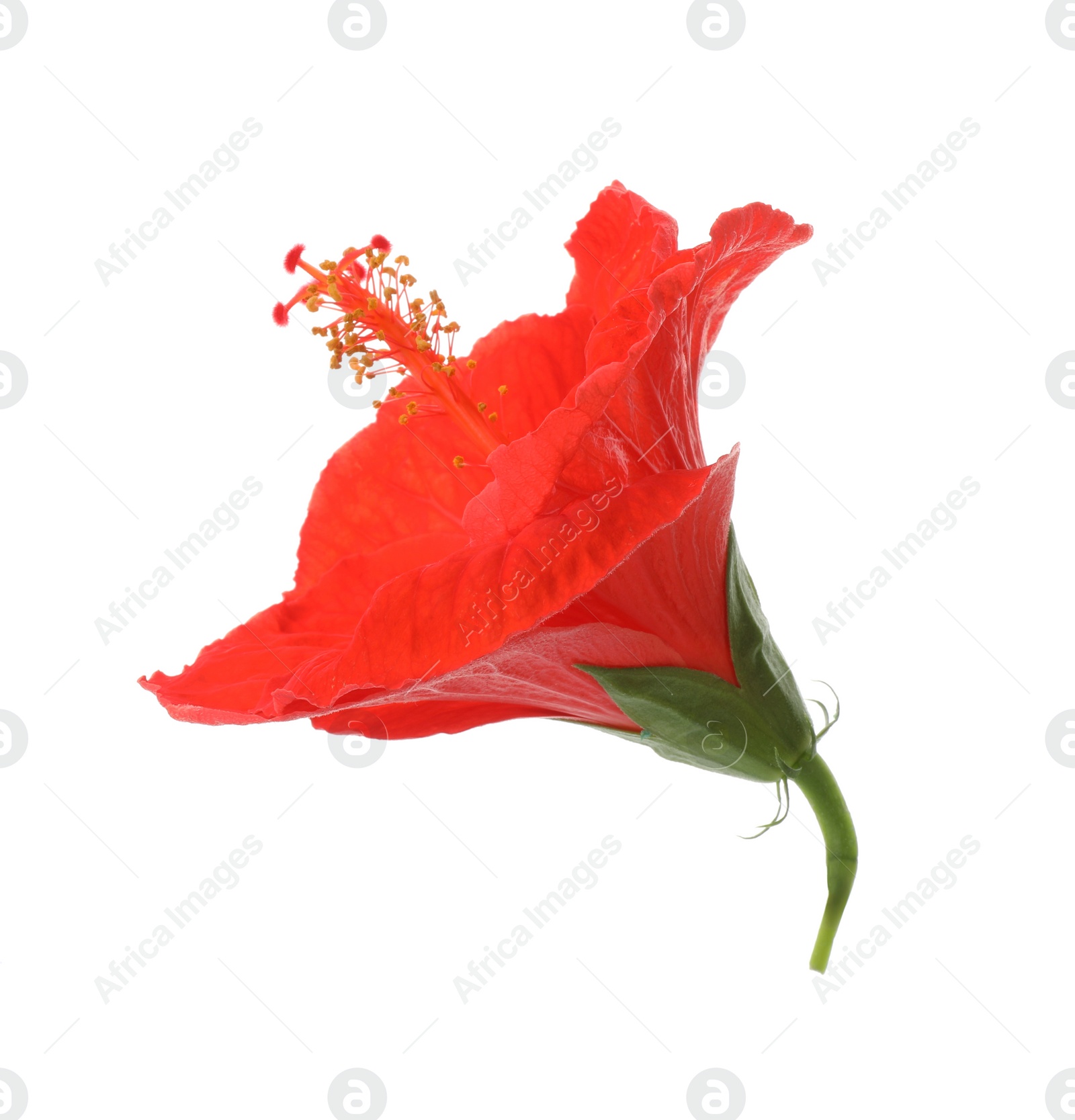 Photo of Beautiful red hibiscus flower isolated on white