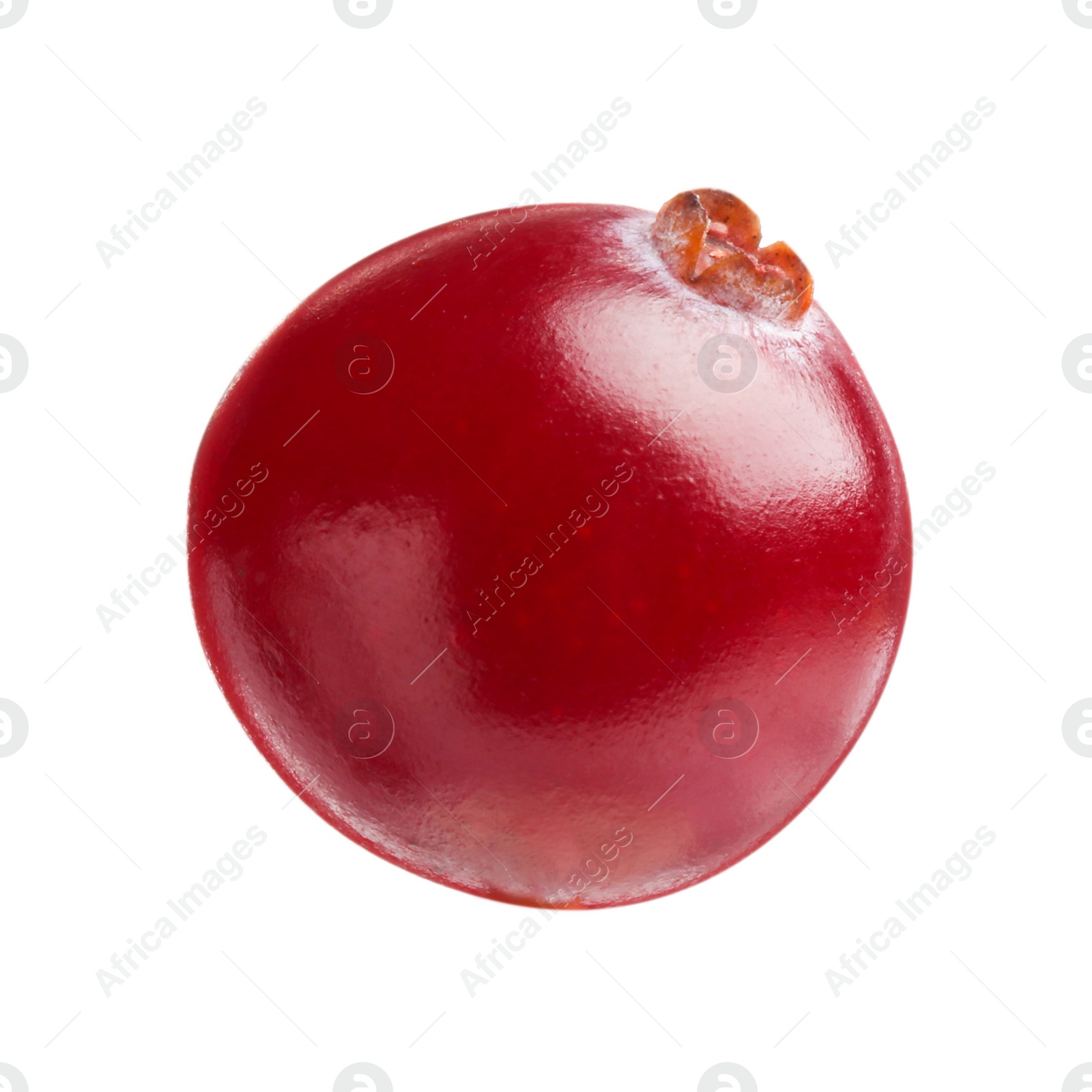 Photo of One fresh ripe cranberry isolated on white