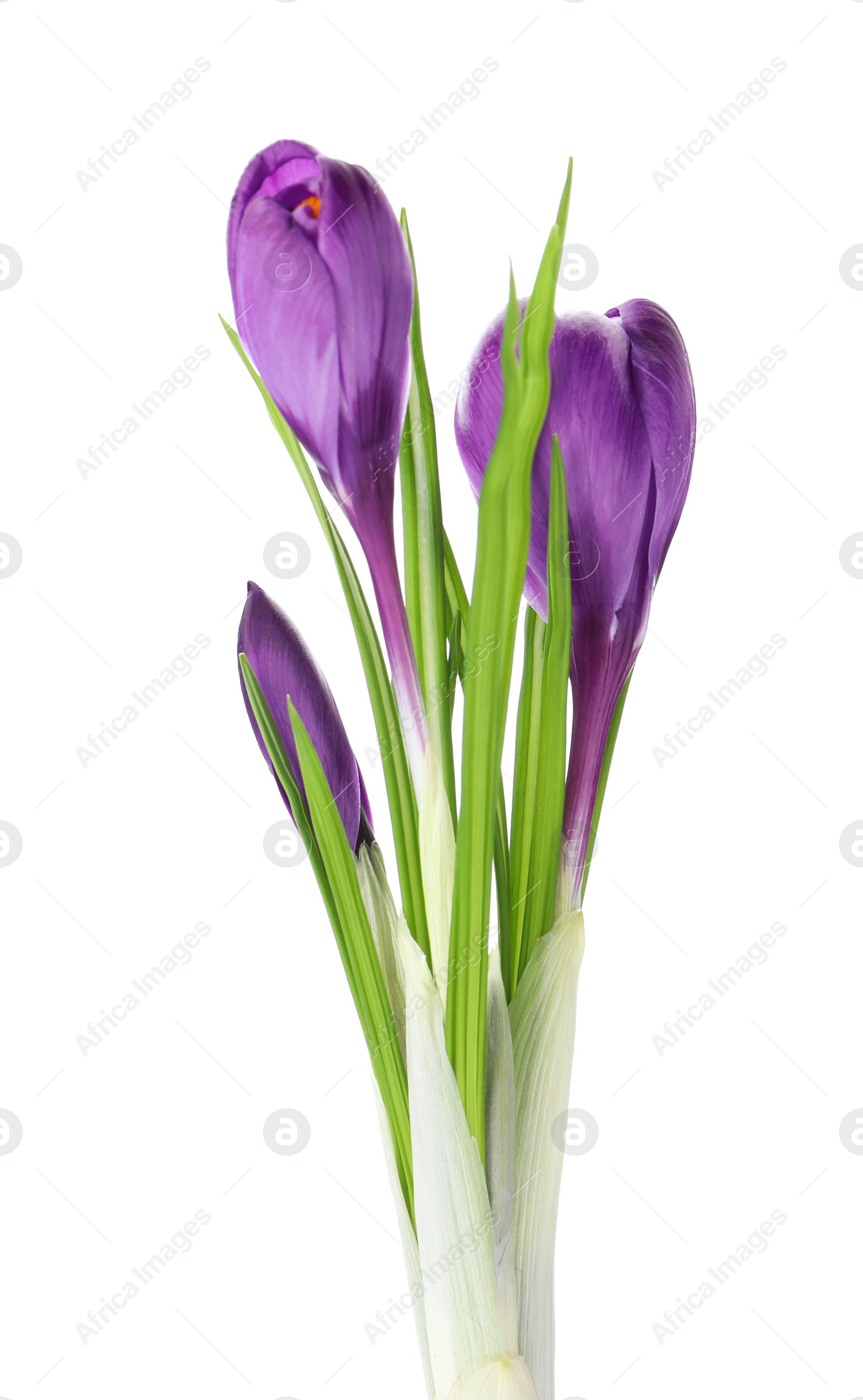 Photo of Beautiful purple crocus flowers isolated on white. Spring season