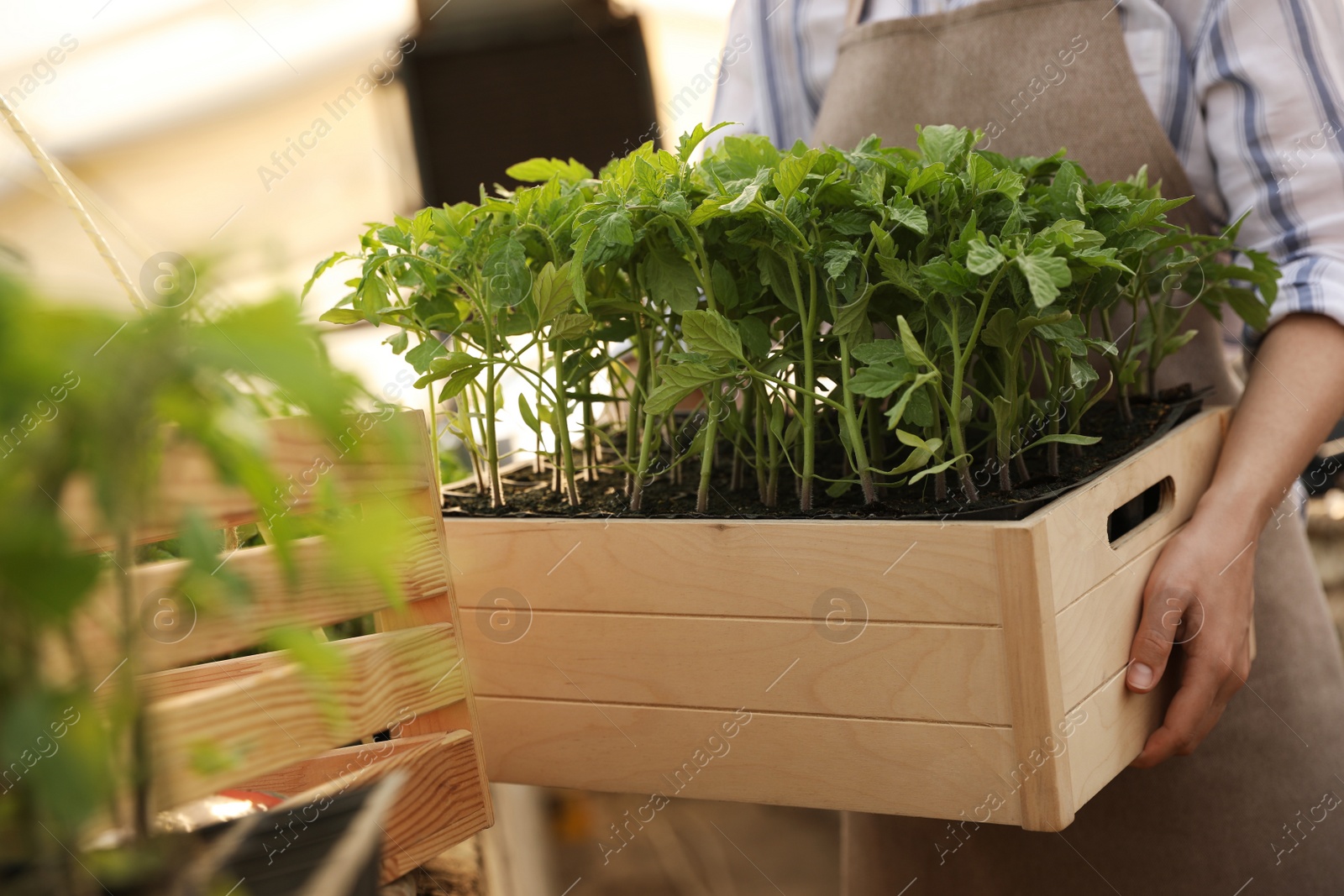 Photo of Woman holding wooden crate with tomato seedlings in greenhouse, closeup