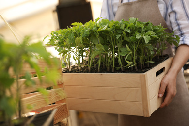 Photo of Woman holding wooden crate with tomato seedlings in greenhouse, closeup