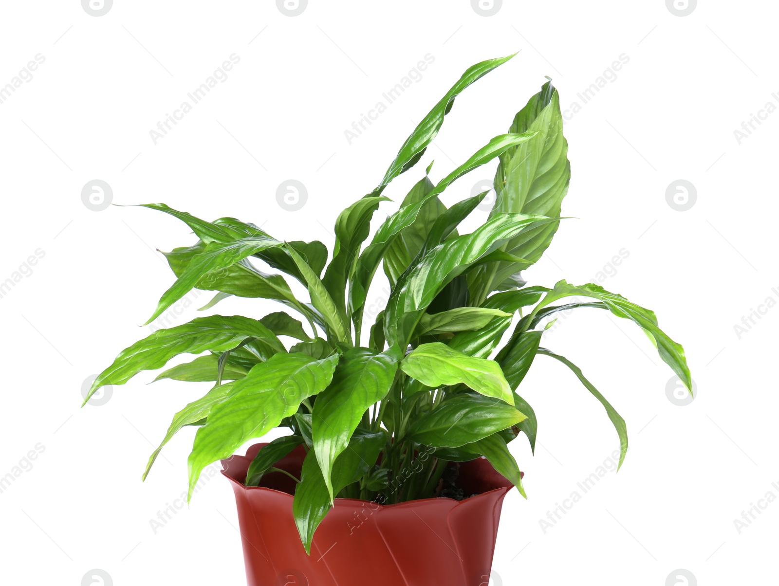 Photo of Potted Spathiphyllum plant with green leaves isolated on white