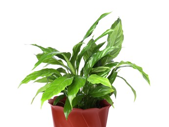 Potted Spathiphyllum plant with green leaves isolated on white