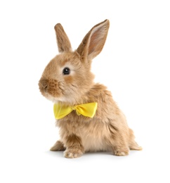 Photo of Adorable furry Easter bunny with cute bow tie on white background