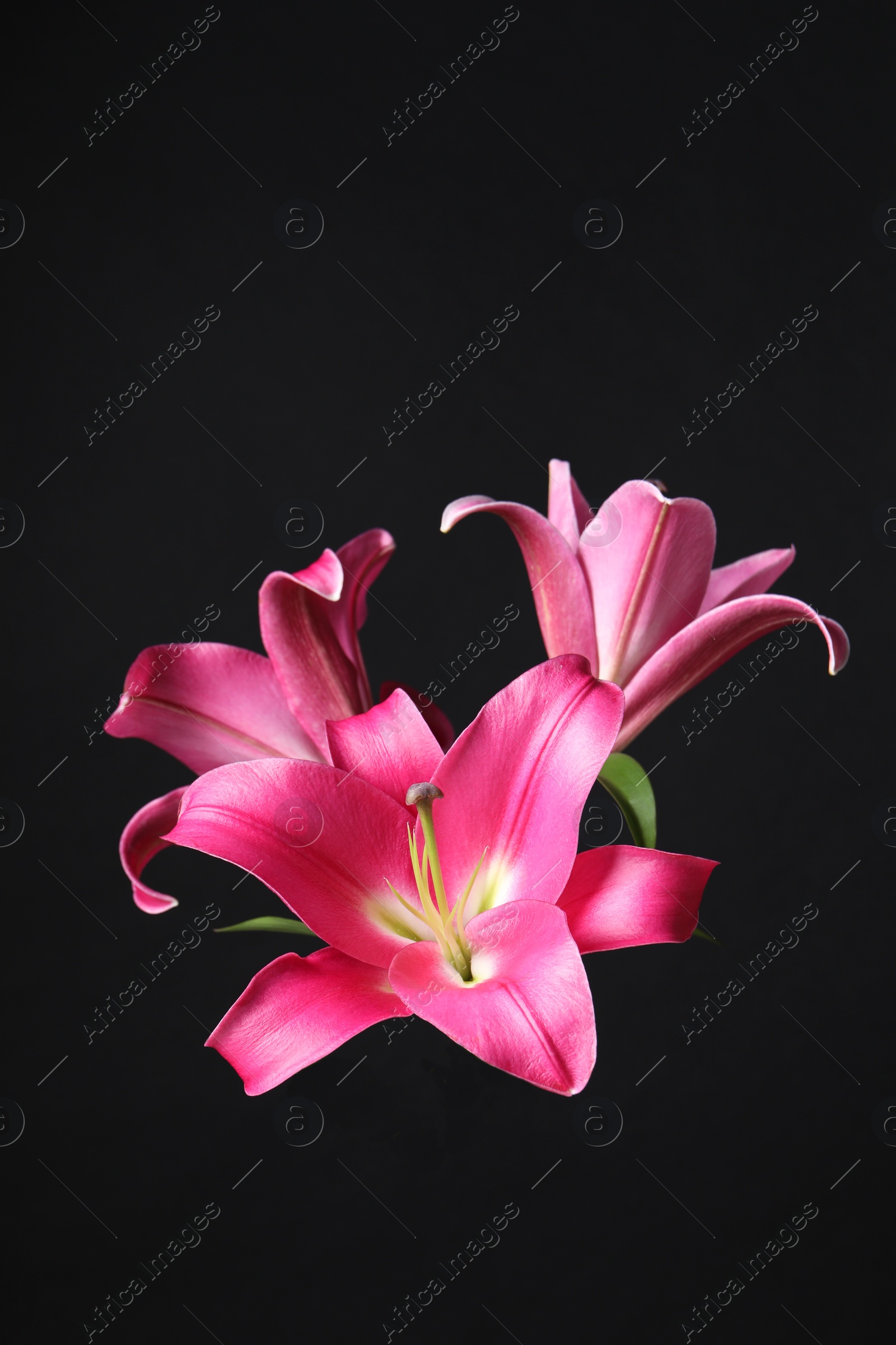 Photo of Beautiful pink lily flowers on black background